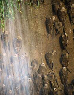 大黑雨燕 / Great Dusky Swift / Cypseloides senex