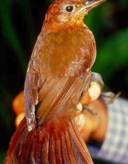 锈色拾叶雀 / Ruddy Foliage-gleaner / Clibanornis rubiginosus