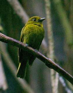 阔嘴霸鹟 / Sapayoa / Sapayoa aenigma