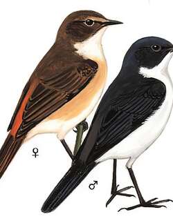 黑白林䳭 / Jerdon’s Bush Chat / Saxicola jerdoni