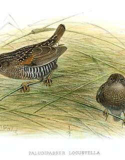 蝗鹑雀 / Locust Finch / Paludipasser locustella