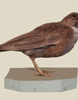 花脸沙百灵 / Masked Lark / Spizocorys personata