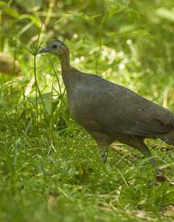 孤䳍 / Solitary Tinamou / Tinamus solitarius