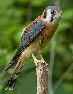 美洲隼 / American Kestrel / Falco sparverius