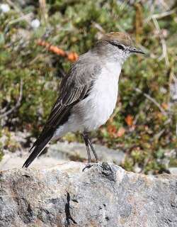 白眉地霸鹟 / White-browed Ground Tyrant / Muscisaxicola albilora