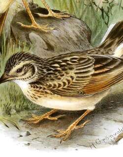 白尾歌百灵 / White-tailed Lark / Mirafra albicauda