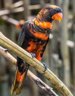 烟色鹦鹉 / Dusky Lory / Pseudeos fuscata