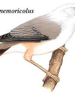 灰头椋鸟 / Chestnut-tailed Starling / Sturnia malabarica