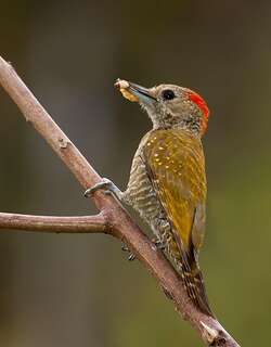 小啄木鸟 / Little Woodpecker / Veniliornis passerinus