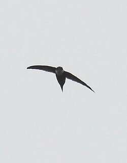 小燕尾雨燕 / Lesser Swallow-tailed Swift / Panyptila cayennensis