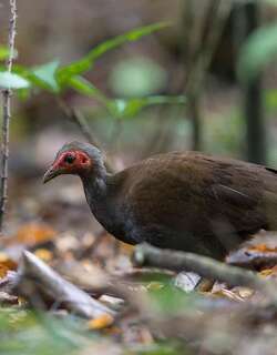 菲律宾塚雉 / Philippine Megapode / Megapodius cumingii