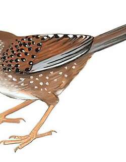 白点噪鹛 / White-speckled Laughingthrush / Ianthocincla bieti