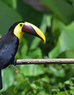 黑嘴巨嘴鸟 / Yellow-throated Toucan / Ramphastos ambiguus