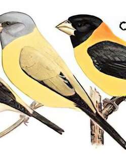 黄颈拟蜡嘴雀 / Collared Grosbeak / Mycerobas affinis