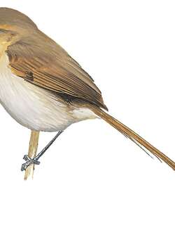 赭额棘尾雀 / Ochre-browed Thistletail / Asthenes coryi