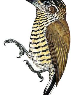 奥里姬啄木鸟 / Orinoco Piculet / Picumnus pumilus