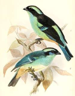 蓝眉唐加拉雀 / Blue-browed Tanager / Tangara cyanotis