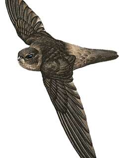 马克萨金丝燕 / Marquesan Swiftlet / Aerodramus ocistus