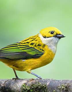 银喉唐加拉雀 / Silver-throated Tanager / Tangara icterocephala