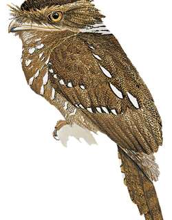 婆羅蟆口鴟 / Bornean Frogmouth / Batrachostomus mixtus