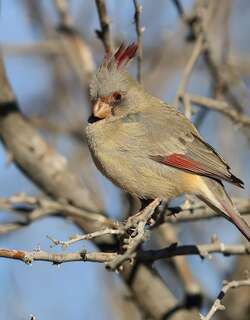 灰额主红雀 / Pyrrhuloxia / Cardinalis sinuatus