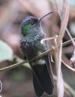 墨西哥妍蜂鸟 / Mexican Woodnymph / Eupherusa ridgwayi