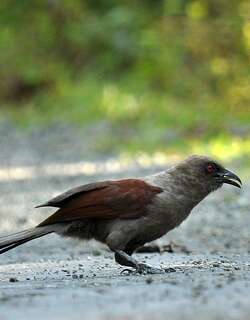 褐鸦鹃 / Andaman Coucal / Centropus andamanensis