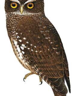 新不列颠鹰鸮 / New Britain Boobook / Ninox odiosa