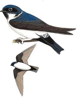 黑喉毛脚燕 / Nepal House Martin / Delichon nipalense