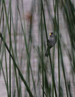 灰蓝食籽雀 / Slate-colored Seedeater / Sporophila schistacea