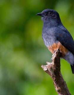 燕翅䴕 / Swallow-winged Puffbird / Chelidoptera tenebrosa