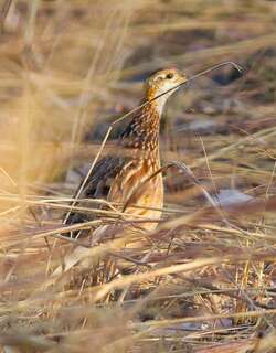白喉鹧鸪 / White-throated Francolin / Peliperdix albogularis