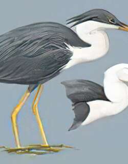 白颈黑鹭 / Pied Heron