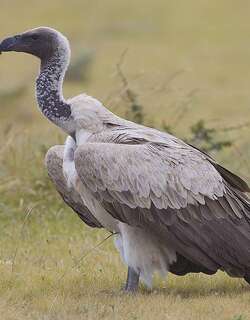 非洲白背兀鹫 / White-backed Vulture / Gyps africanus