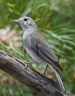 灰鵙鹟 / Grey Shrikethrush / Colluricincla harmonica
