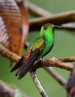 铜头丽蜂鸟 / Coppery-headed Emerald / Microchera cupreiceps
