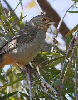 加州唧鹀 / California Towhee / Melozone crissalis