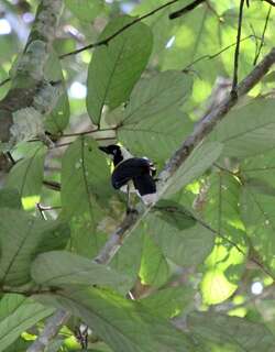 白颈蓝鸦 / Cayenne Jay / Cyanocorax cayanus