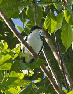 黑眉鸣鹃鵙 / Black-browed Triller / Lalage atrovirens