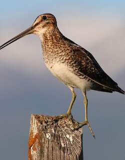 美洲沙锥 / Wilson’s Snipe / Gallinago delicata
