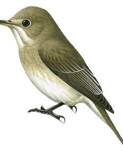 松巴鹟 / Sumba Brown Flycatcher / Muscicapa segregata