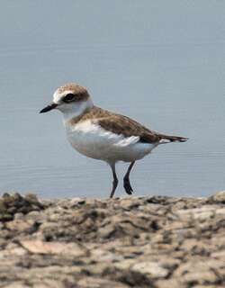 爪哇鸻 / Javan Plover / Charadrius javanicus