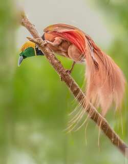 新几内亚极乐鸟 / Raggiana Bird-of-paradise / Paradisaea raggiana
