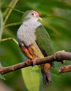 深红顶果鸠 / Beautiful Fruit Dove / Ptilinopus pulchellus