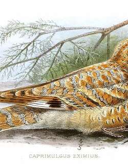 金夜鹰 / Golden Nightjar / Caprimulgus eximius