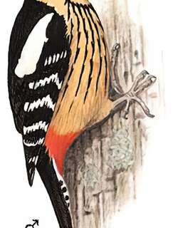 黄颈啄木鸟 / Darjeeling Woodpecker / Dendrocopos darjellensis