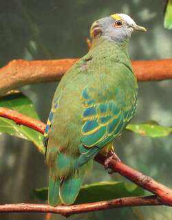 小紫顶果鸠 / Coroneted Fruit Dove / Ptilinopus coronulatus