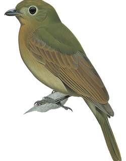 拟鸫希夫霸鹟 / Brown-winged Schiffornis / Schiffornis turdina