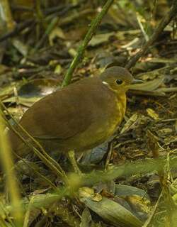 褐拟鹑 / Brown Mesite / Mesitornis unicolor