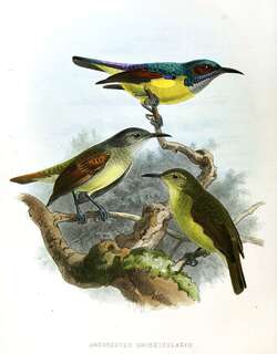 灰喉食蜜鸟 / Grey-throated Sunbird / Anthreptes griseigularis